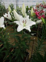 [5297 Bodyguard No02.JPG]